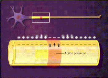 350px-Action_potential_propagation_in_unmyelinated_axon.gif
